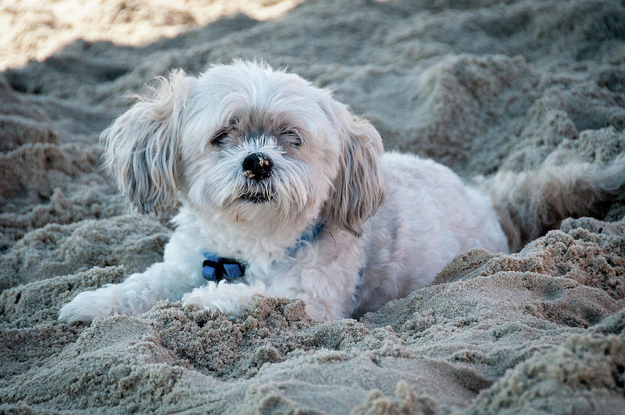 Havanese Dog on the Beach Photograph by Charles Eberson - Fine Art America