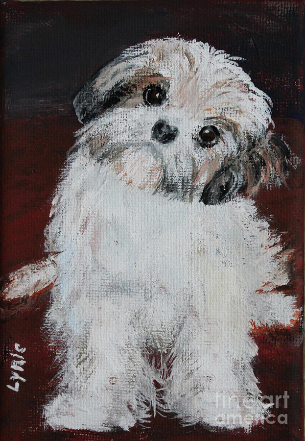 Havanese Puppy Painting by Lyric Lucas