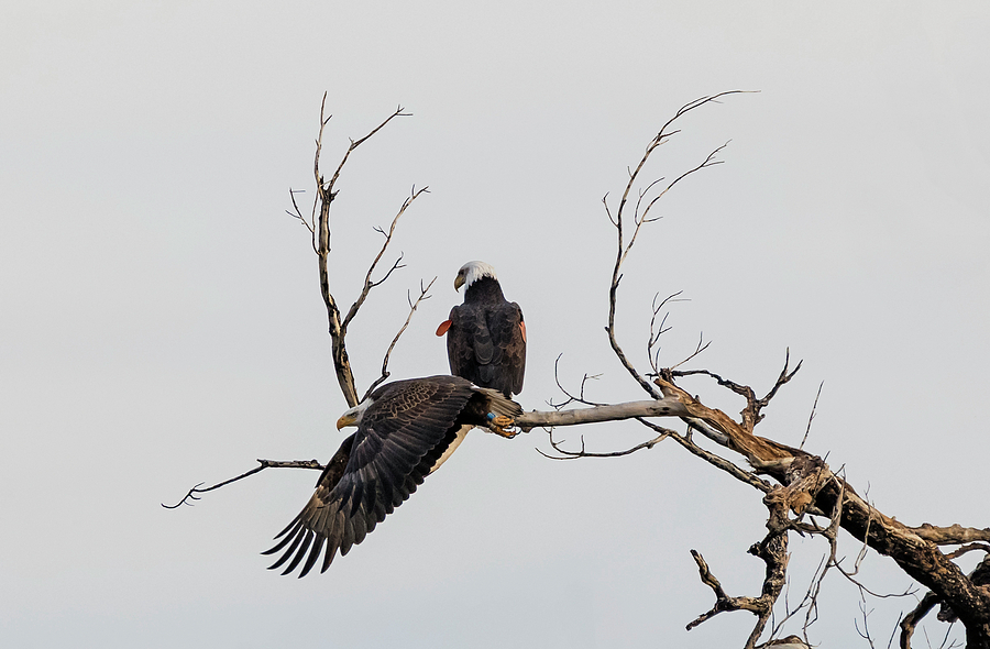 Havasu Eagles Photograph by Loree Johnson