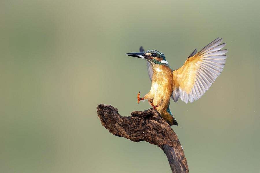 Kingfisher Photograph - Have Come by E.amer