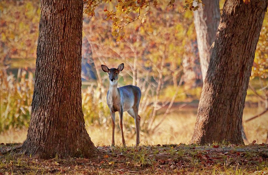 Deer Photograph - Have You Seen My Mother by Linda Unger