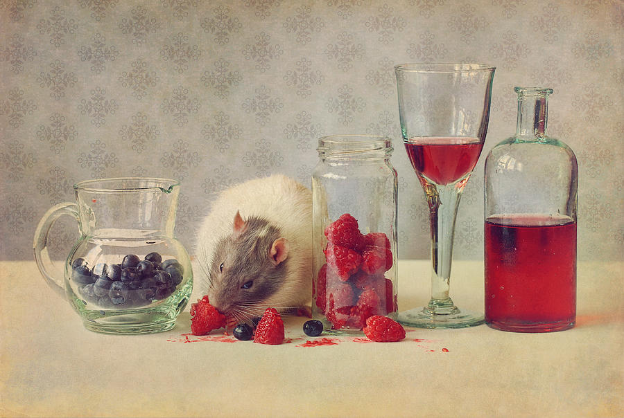 Animal Photograph - Having A Party :) by Ellen Van Deelen