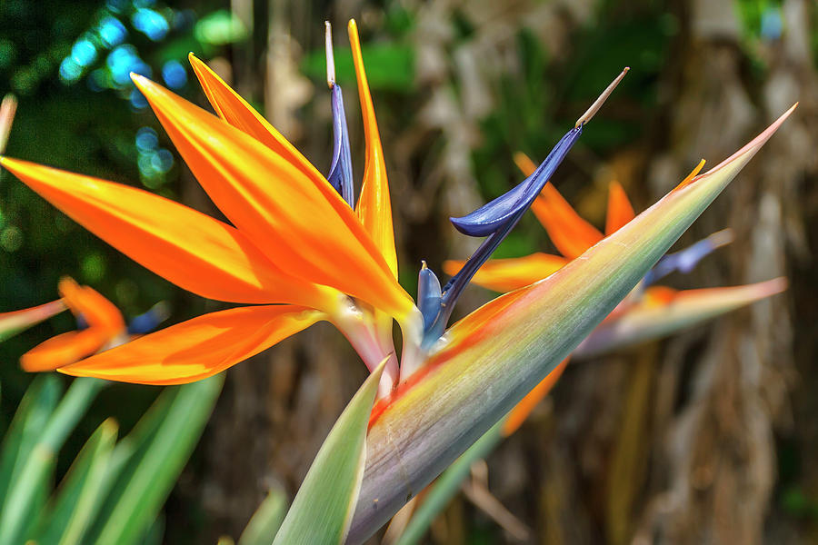 Hawaii, Bird Of Paradise Flower Digital Art by Grant Studios