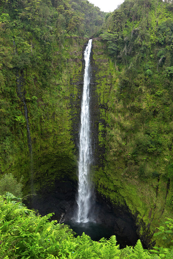 Hawaii Botanical Garden, Big Island Photograph by Gayle Harper - Fine ...