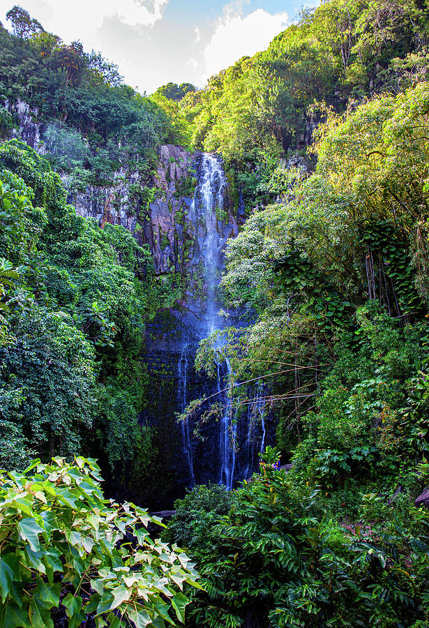 Hawaii Rainforest Photograph by Anthony Jones