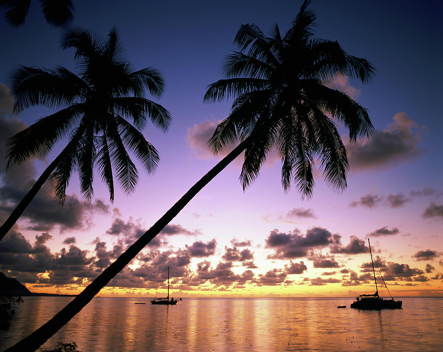 Hawaii, Sailboats At Sunset With Palm Trees Digital Art by Douglas ...