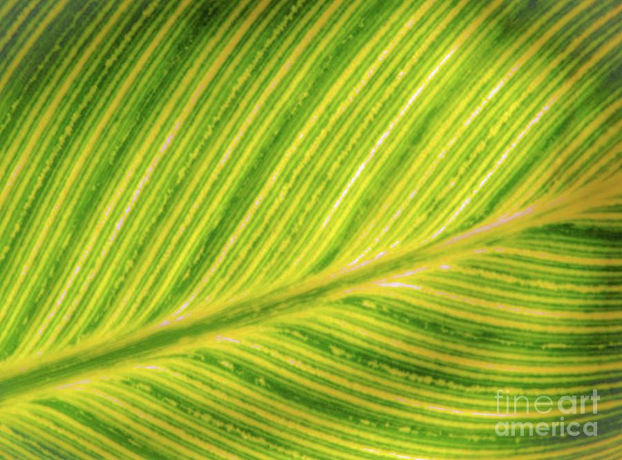 Hawaii Photograph - Tropic Plants and Leaves by D Davila