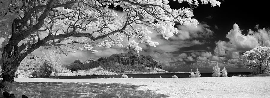 Hawaiian Blossoms Photograph by Sean Davey