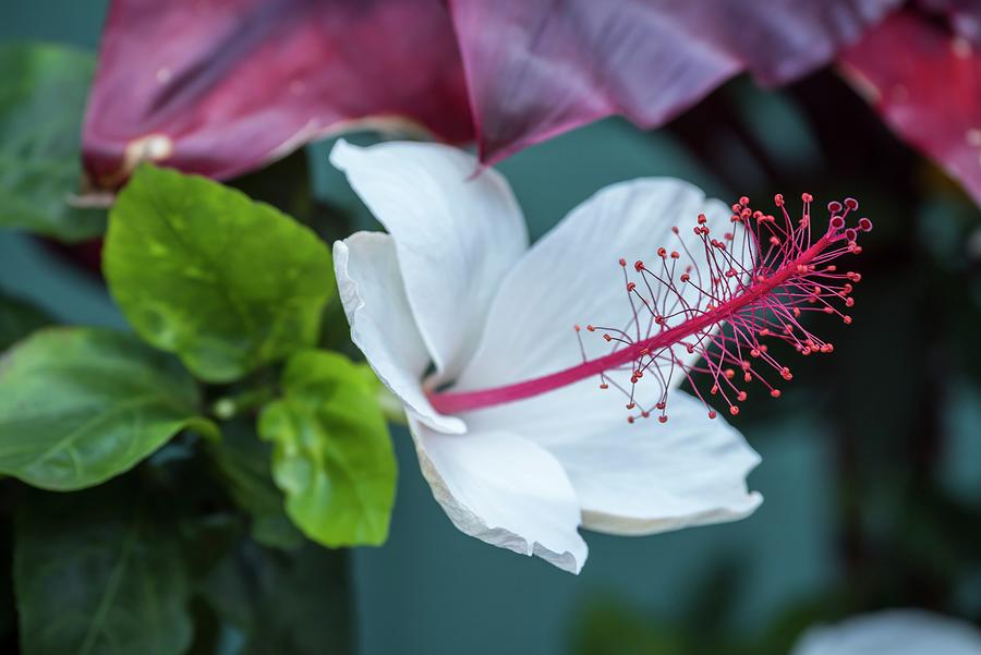 Hawaiian Flower Digital Art by Heeb Photos