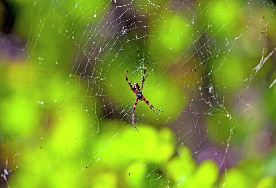 Spider Photograph - Hawaiian Garden Spider by Anthony Jones