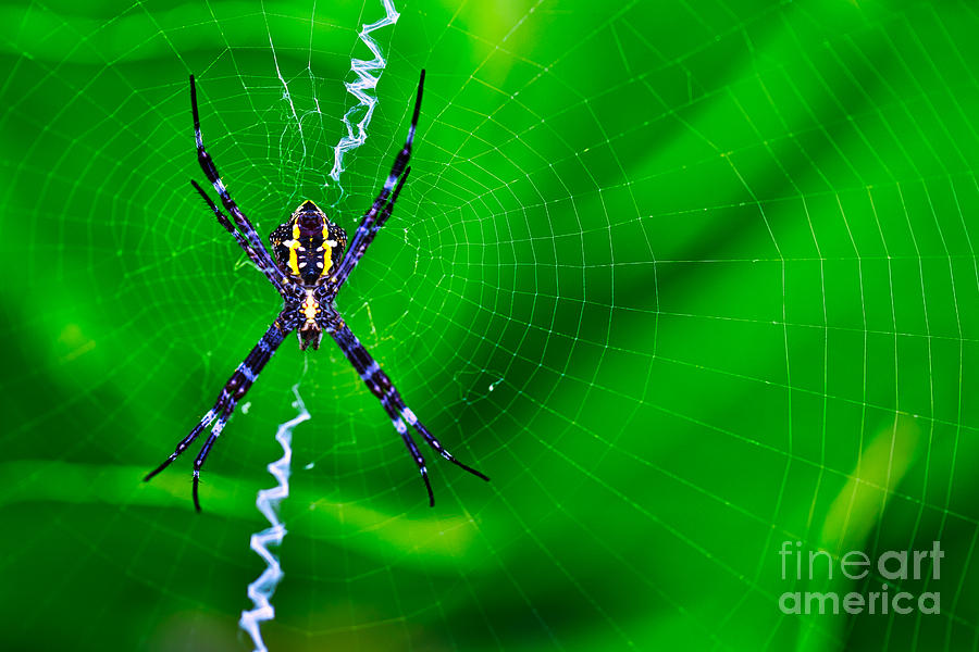 Hawaiian Garden spider - Argiope appensa Photograph by Bruce Block