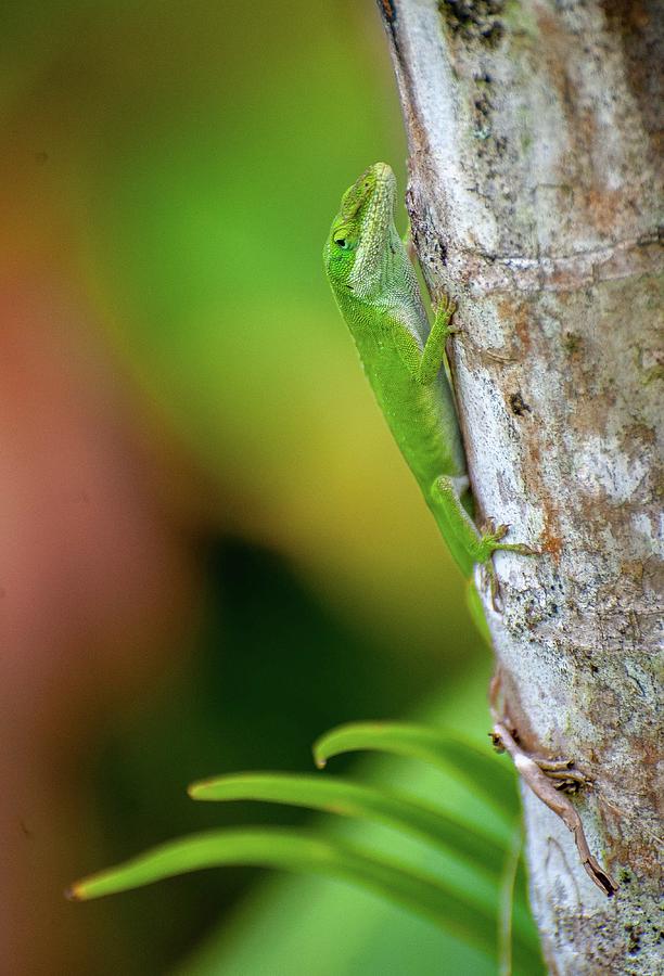 Hawaiian Day Gecko XII Photograph by Doug Davidson