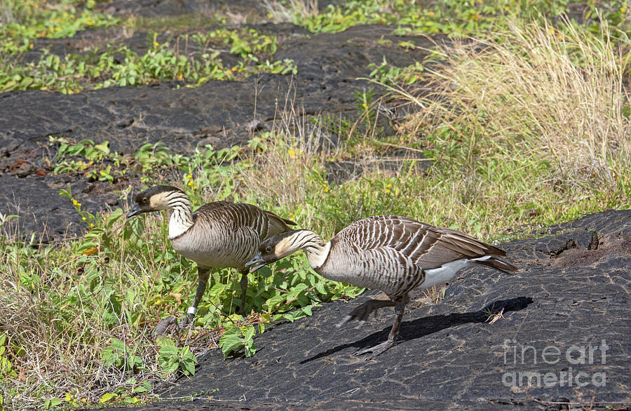 Hawaiian Geese Photograph by Jim West/science Photo Library | Pixels