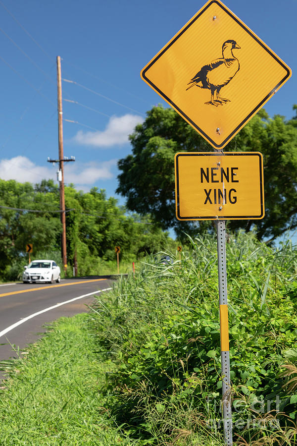 Sign Photograph - Hawaiian Goose Crossing Sign by Jim West/science Photo Library Sign Photograph - Hawaiian Goose Crossing Sign by Jim West/science Photo Library