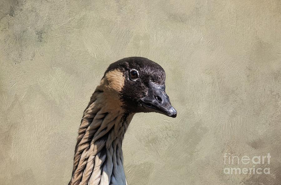 Hawaiian Goose Portrait Photograph by Eva Lechner