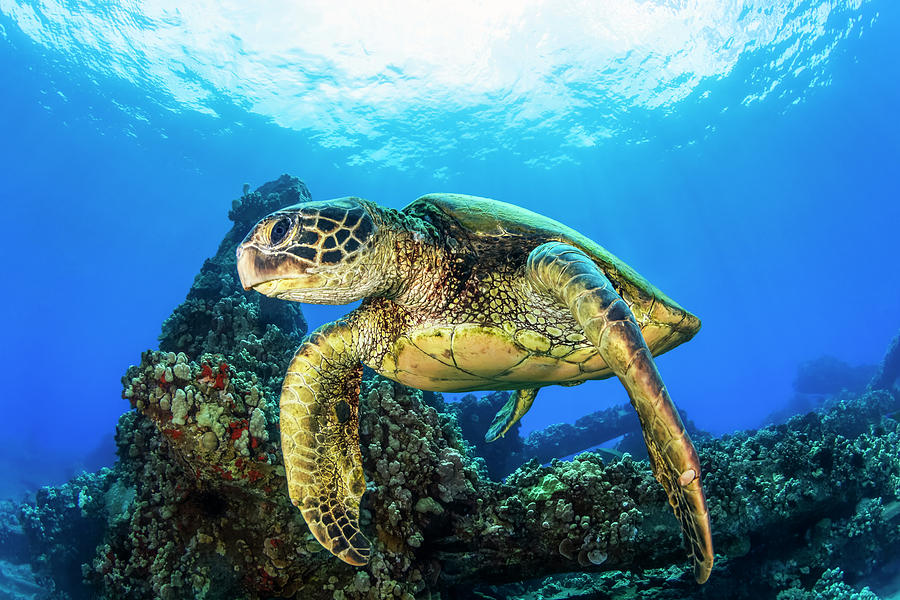 Hawaiian Green Sea Turtle  Chelonia Photograph by Jenna Szerlag