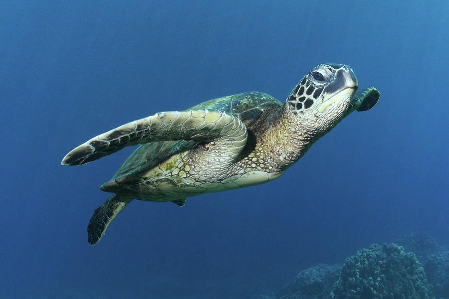 Hawaiian Green Sea Turtle Photograph by Photo By Barry Fackler