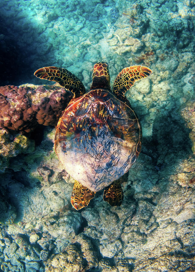 Turtle Photograph - Hawaiian Honu by Christopher Johnson