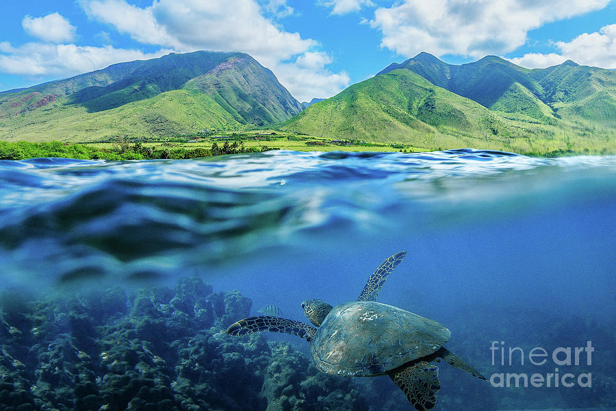 Hawaiian Honu Photograph by Tyler Rooke