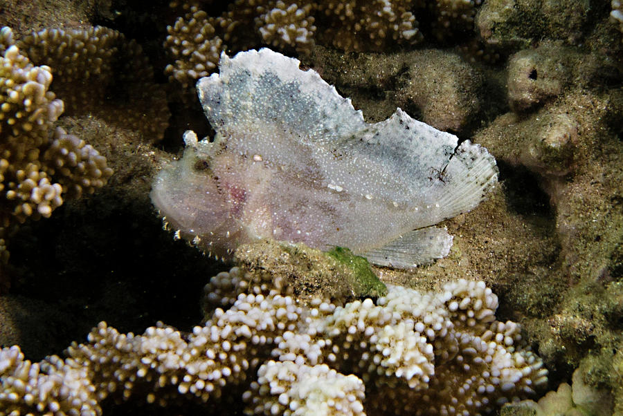 Hawaiian Leaf Fish Taenianotus Photograph by Dante Fenolio