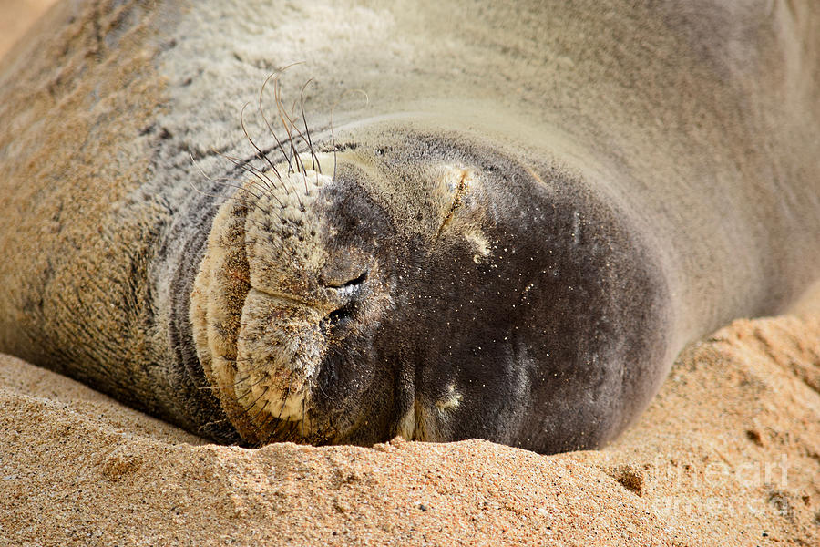 Sleeping Beauty Hawaiian Monk Seal Photograph by Debra Banks