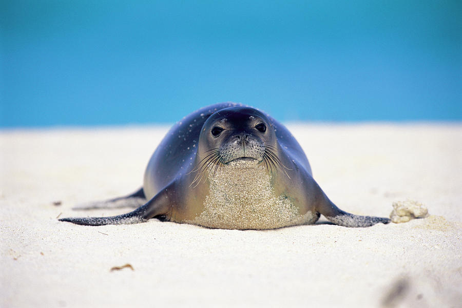 Hawaiian Monk Seal On Beach  Monachus Photograph by Nhpa