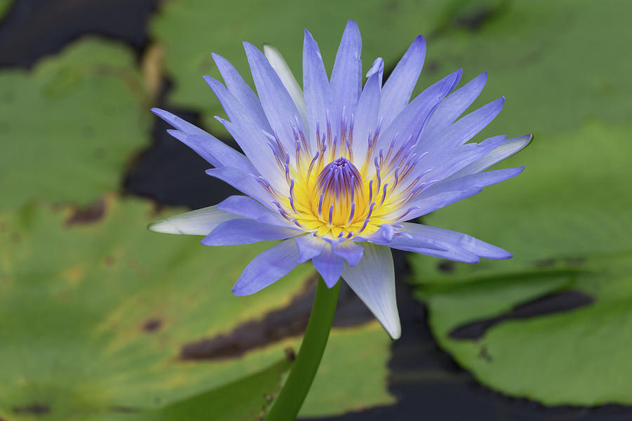 Hawaiian Water Lily And Lily Pads Photograph