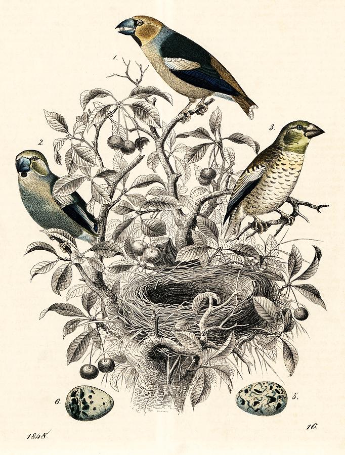 Hawfinch, Coccothraustes coccothraustes, by Carl Hoffmanns Book of the World, Stuttgart, 1848. Drawing by Album