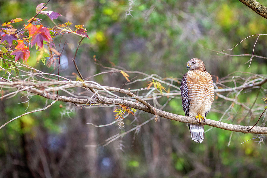 Hawk Photograph by Al Hurley