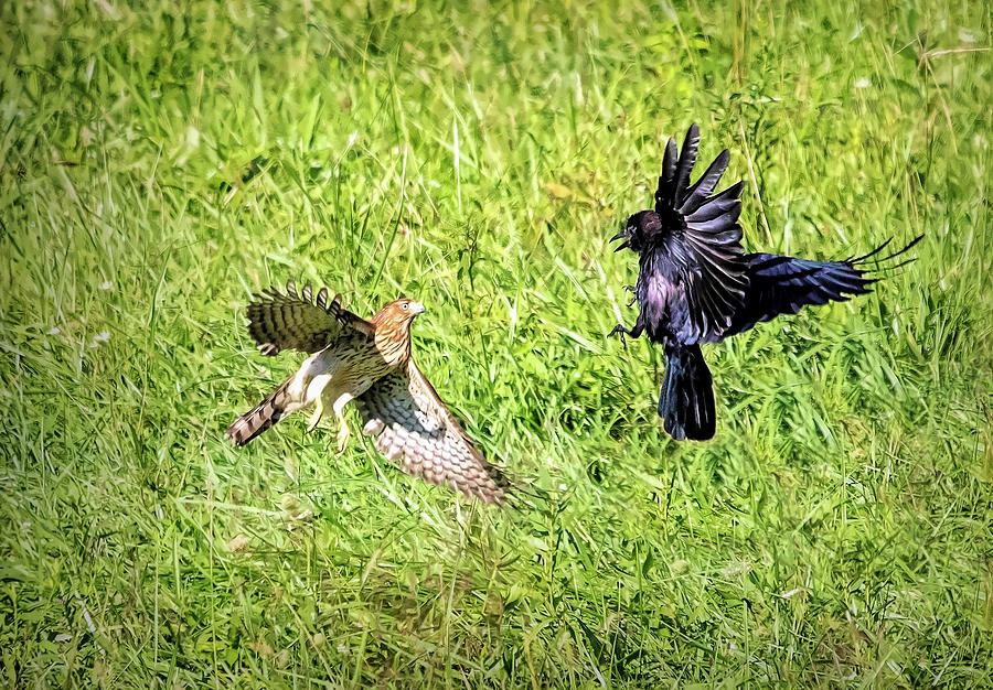 Hawk Attacks Crow Photograph by Deborah Penland