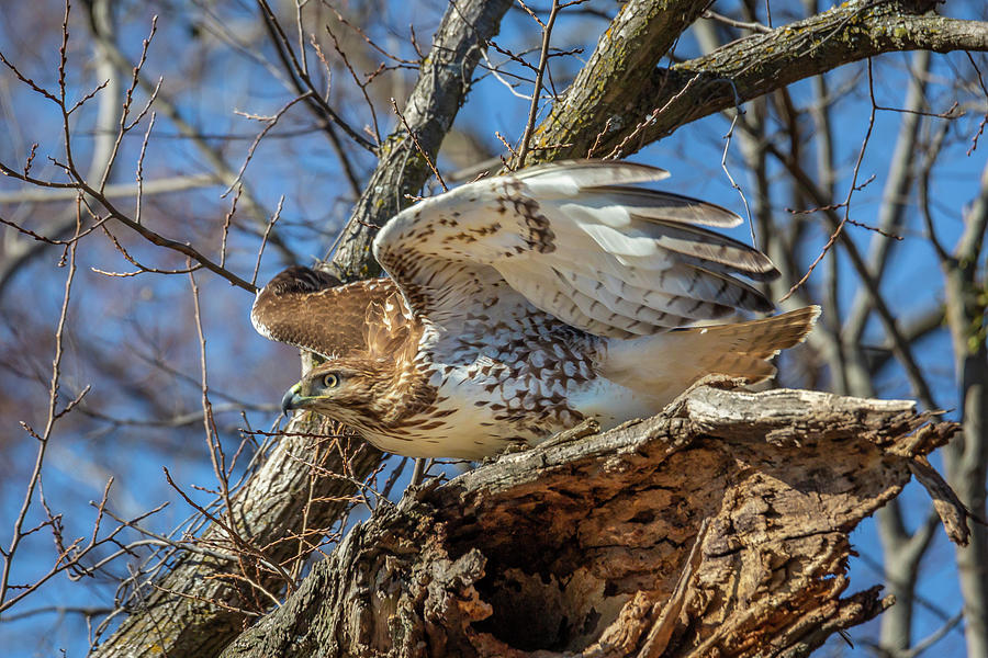 Hawk Photograph by David Wagenblatt