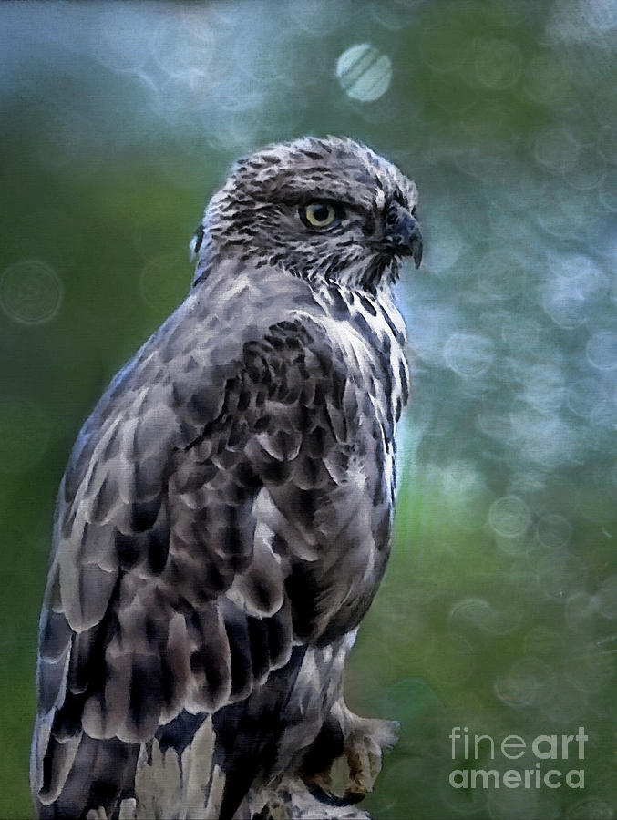Hawk Eagle  Photograph by Elaine Manley