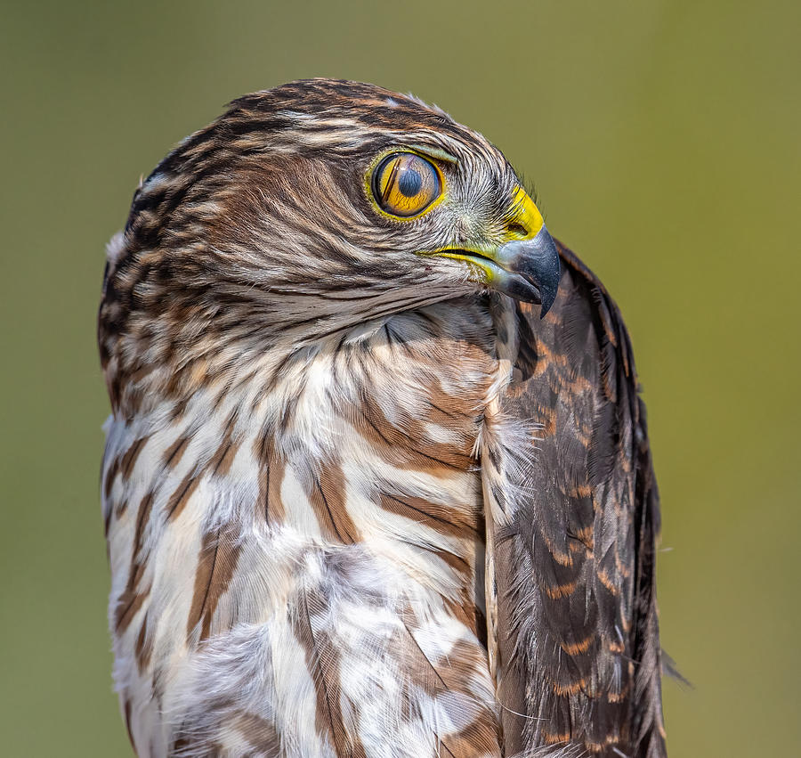 Wildlife Photograph - Hawk-eye by Abhinav Sharma