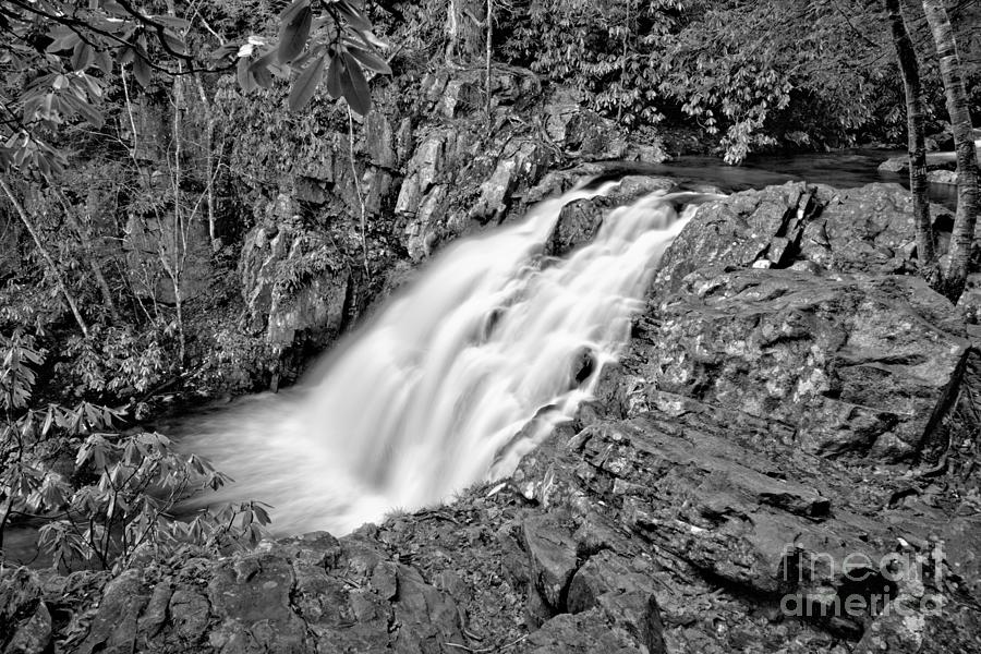 Hawk Falls Lush Canyon Black And White Photograph by Adam Jewell