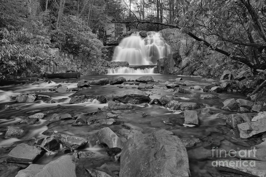Hawk Falls Through The Woods Black And White Photograph by Adam Jewell