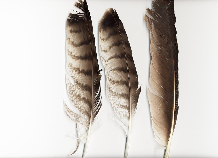 Hawk Feathers by Susie Cushner