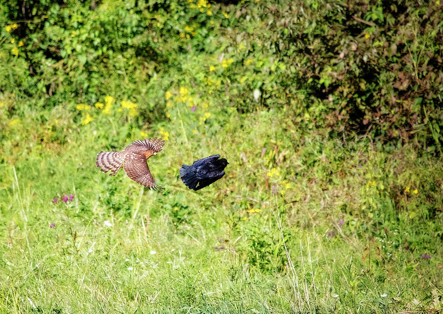 Hawk Flies After Crow Photograph by Deborah Penland