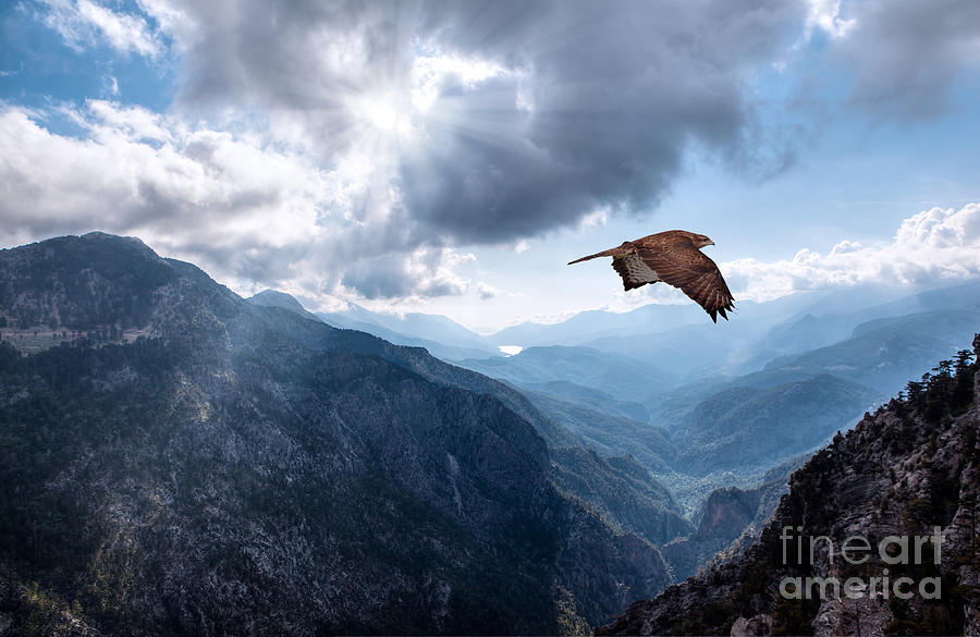 Feather Photograph - Hawk Flying Over The Mountains by Muratart