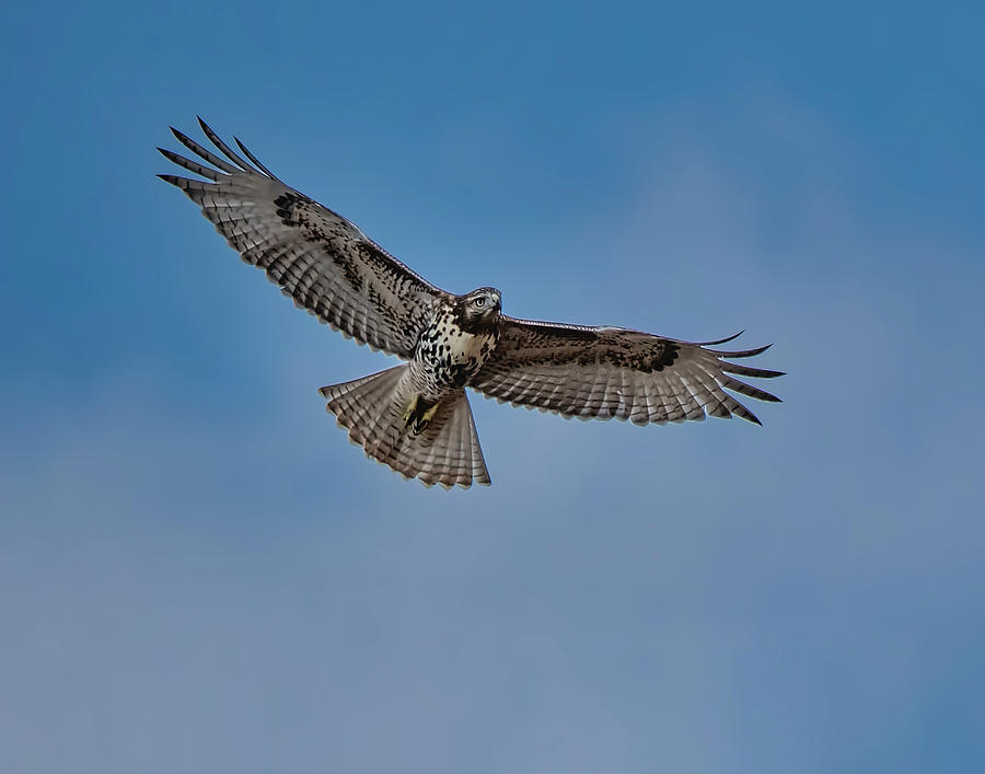 Hawk Flying Overhead Photograph by Michael Scheufler - Pixels