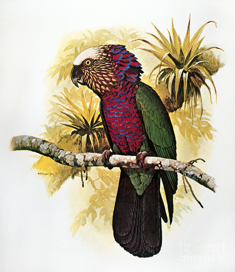 Hawk-headed Parrot Photograph by William T Cooper