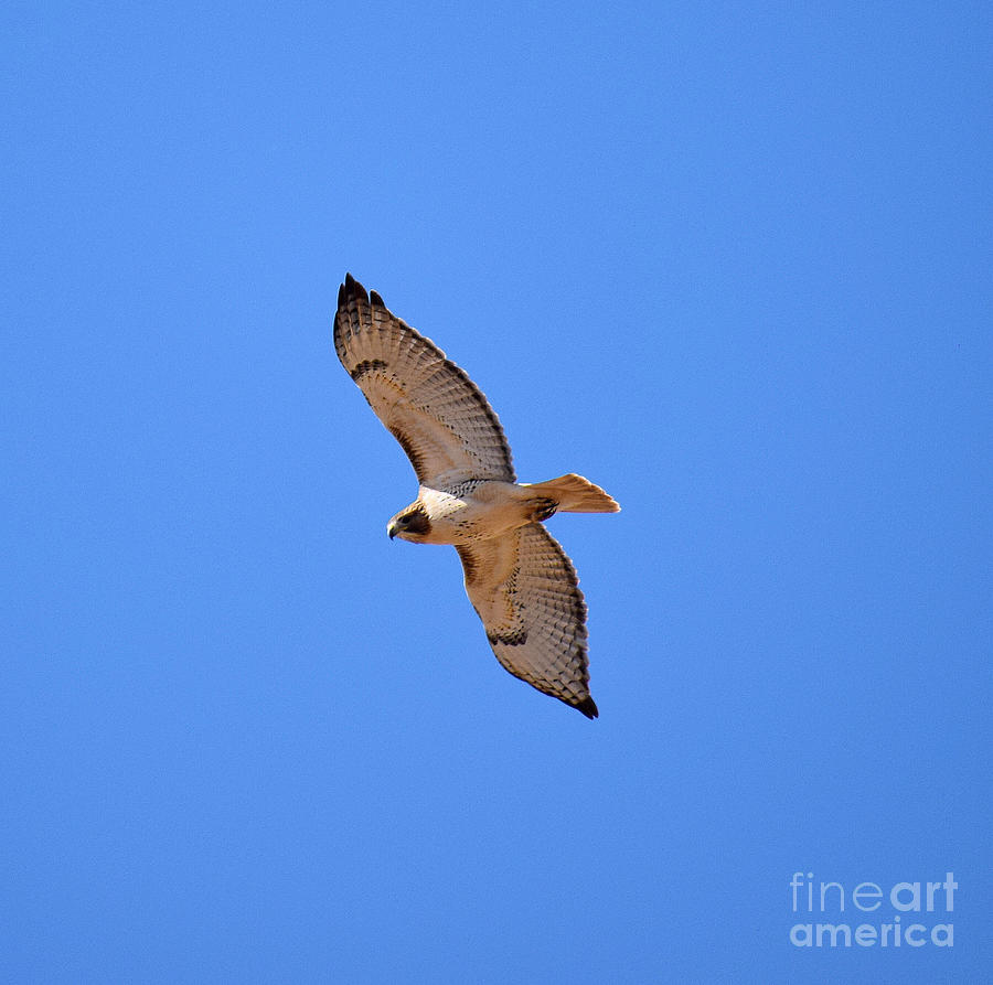 Hawk in Flight  Photograph by Anita Streich