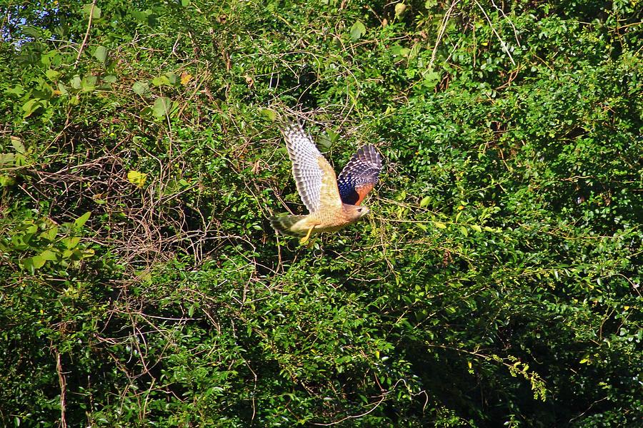 Hawk In Flight Photograph by Cynthia Guinn