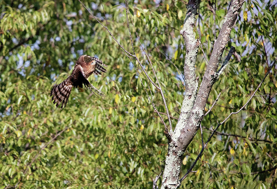 Hawk in Flight Photograph by Deborah Penland