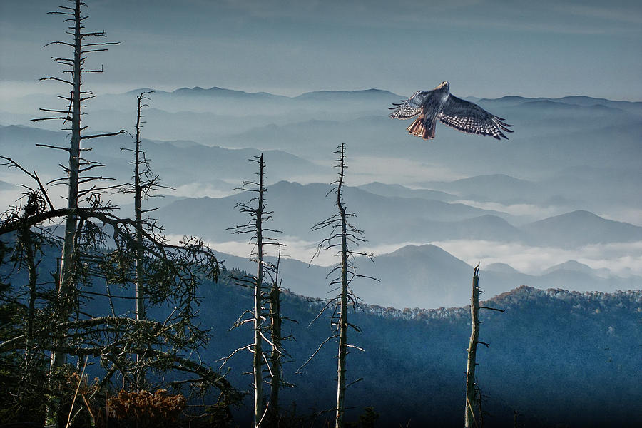 Hawk in Flight over the Smoky Mountains Photograph by Randall Nyhof