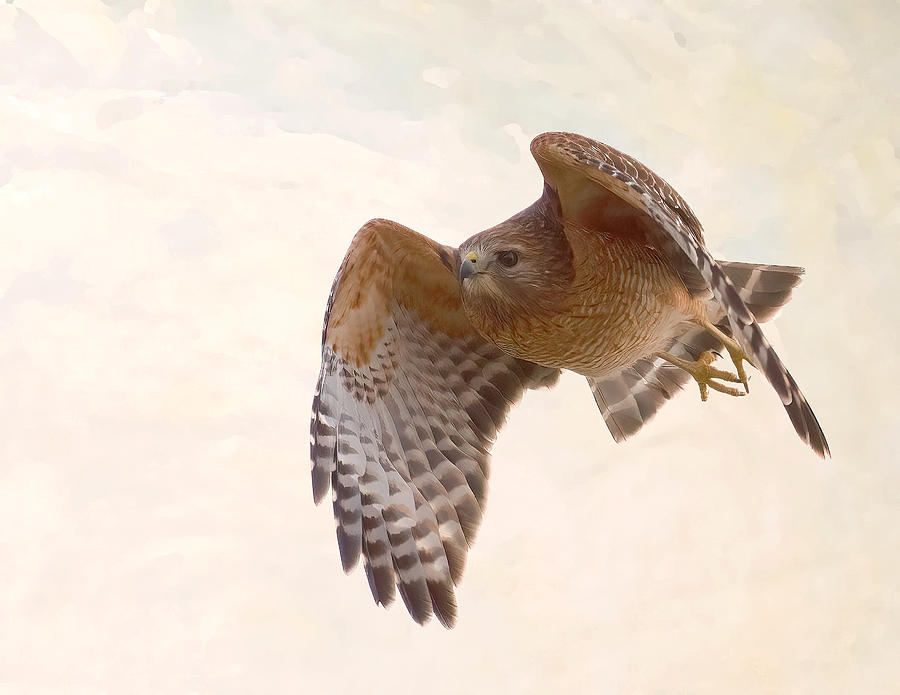 Hawk Photograph - Hawk by Jon W Wallach