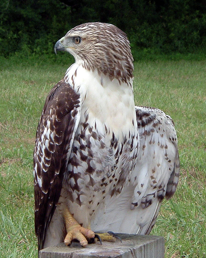 Hawk Looking for Lunch by Belinda Landtroop Hawk Looking for Lunch by Belinda Landtroop