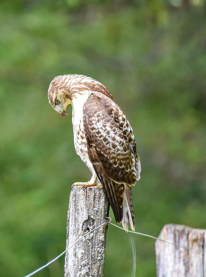 Hawk Photograph by Michelle Wittensoldner