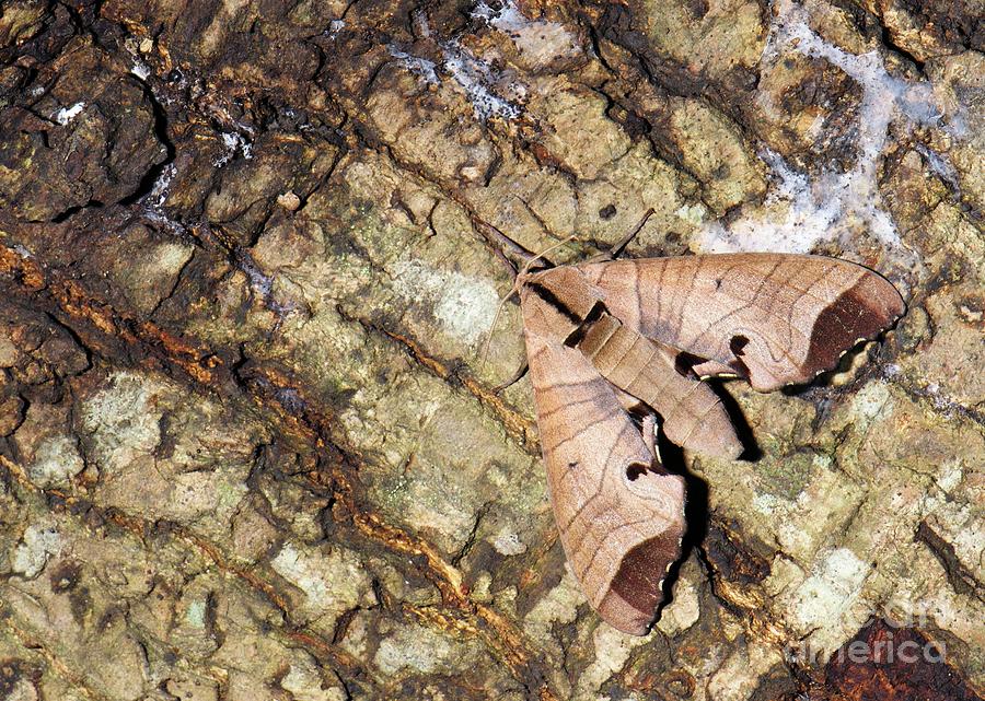 Hawk Moth Photograph by K Jayaram/science Photo Library
