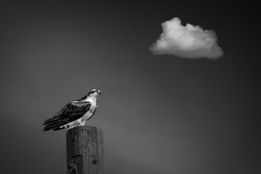 Hawk Photograph - Hawk Of Courage by Alex Zhao