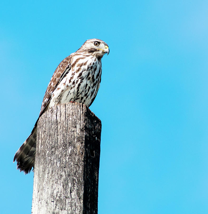 Hawk On A Post Photograph